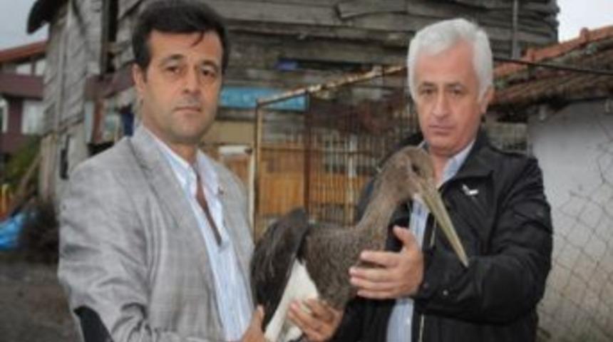 Yaralı Leylek Emin Ellerde Yaşamına Devam Edecek