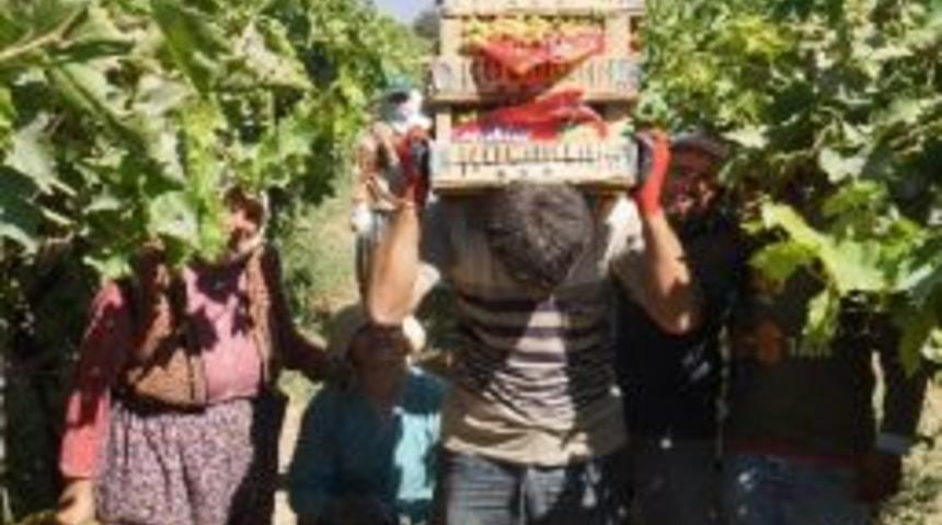 6 &Uuml;z&uuml;m Kasasını Sırtında Taşıyan İş&ccedil;iye Arkadaşları "&uuml;z&uuml;m Herk&uuml;l&uuml;" Diyor