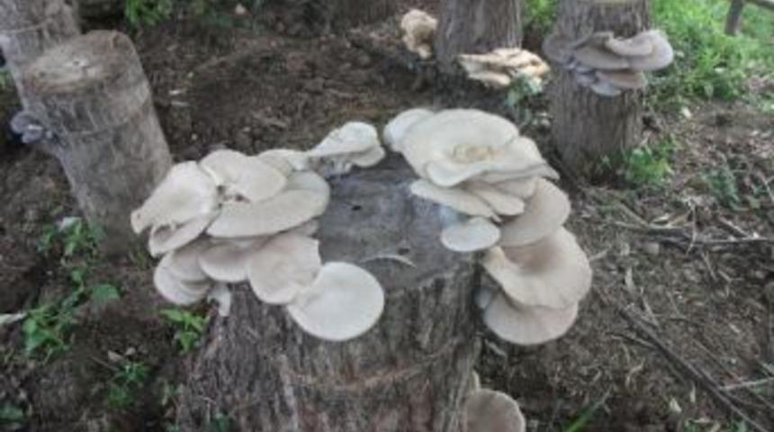 Ağa&ccedil; Mantarı Y&uuml;z G&uuml;ld&uuml;rd&uuml;