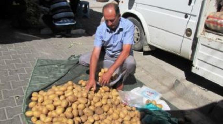 Organik Patatesler Muhtardan