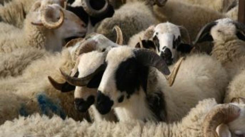 Adü’de Kurbanlık Satışları Başladı