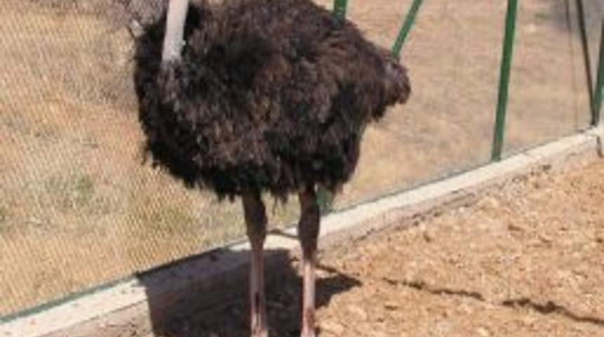 Sahibi Bulunamayan Deve Kuşu, Hayvanat Bah&ccedil;esine G&ouml;nderilecek