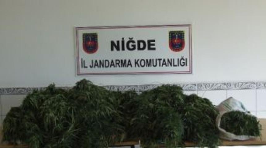 Ay&ccedil;i&ccedil;eği Tarlasında Hint Keneviri Yetiştirdiler