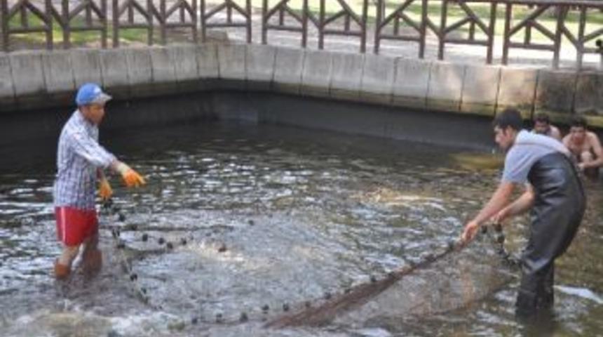 Aynalı Sazanlar Nazilli Belediyesinin Yeni Gelir Kaynağı Oldu