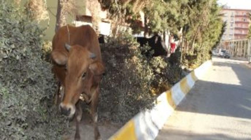 Silvan'da Başı Boş İnekler Trafiği Aksatıyor