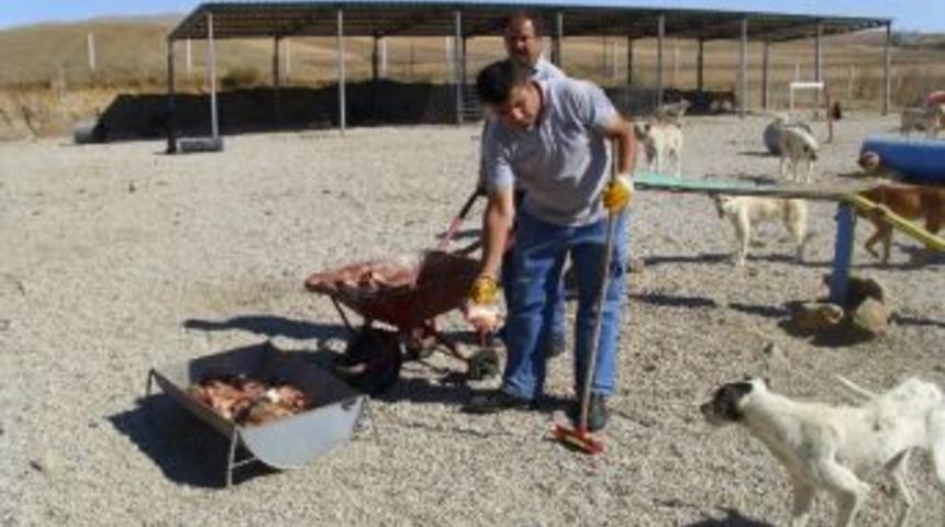 Kaza Yapan Ara&ccedil;taki Balıklar Hayvan Yemi Oldu