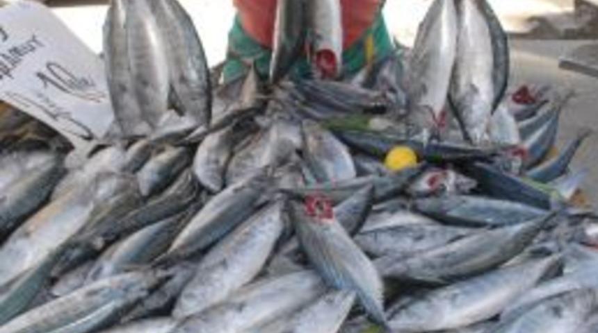 Karadeniz'de Palamut Bolluğu