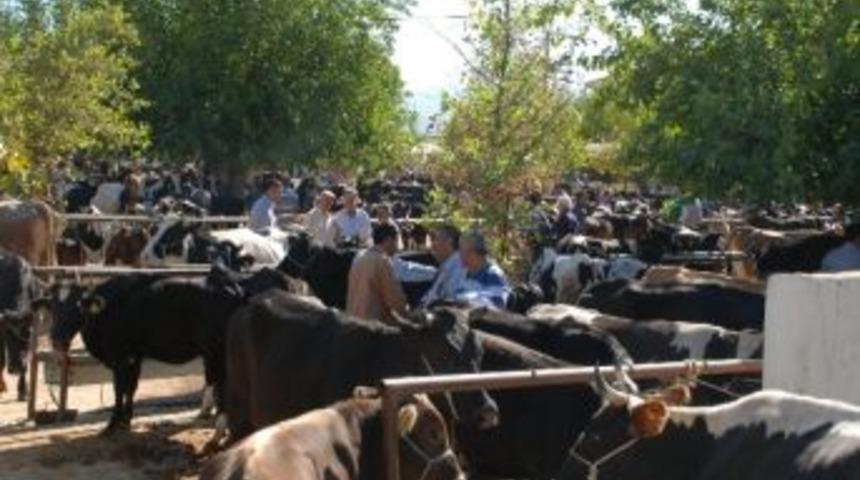 Kurbanlıklar G&ouml;r&uuml;c&uuml;ye &Ccedil;ıktı