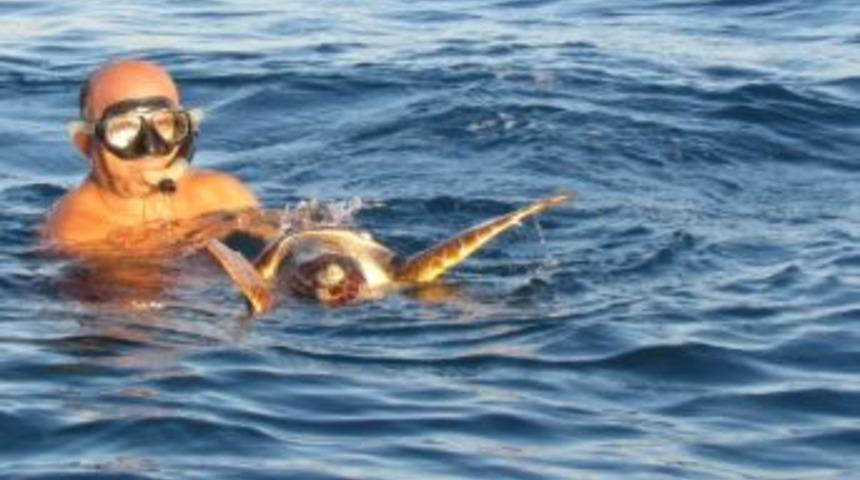 Paragat İğnesi Yutan Caretta Caretta Hayata D&ouml;nd&uuml;r&uuml;ld&uuml;