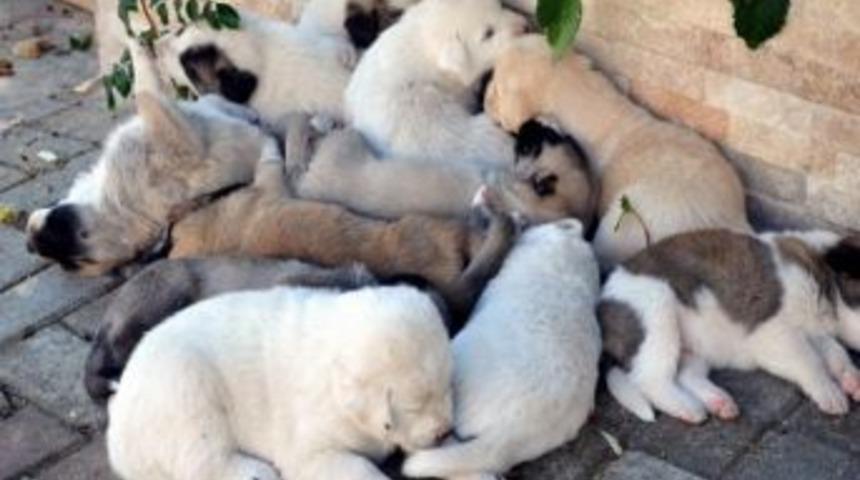 Sokak K&ouml;peği, Bir Batında 12 Yavru Doğurdu