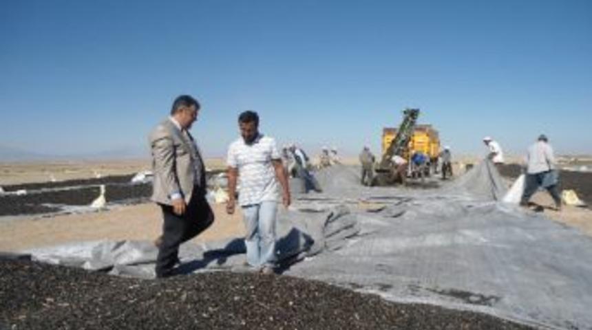 Avrupa&rsquo;ya Tohumluk Ay&ccedil;i&ccedil;eği