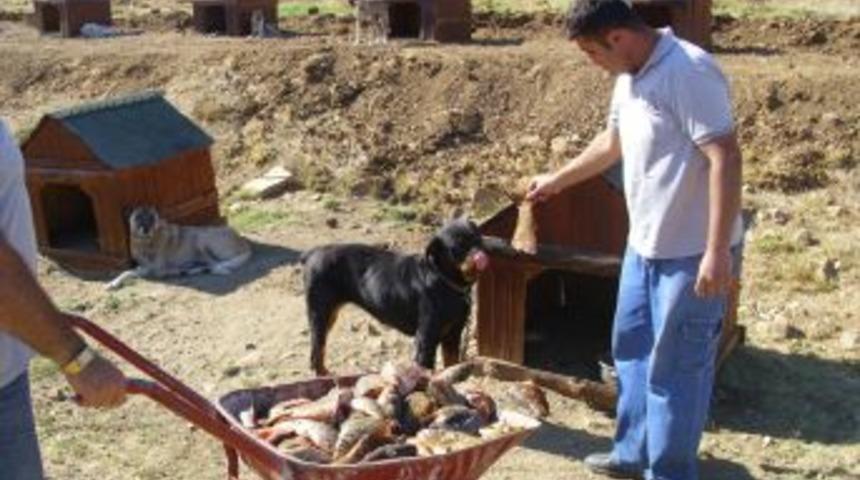 Kazada Zayi Olan Balıklar Sokak K&ouml;peklerine Yiyecek Oldu