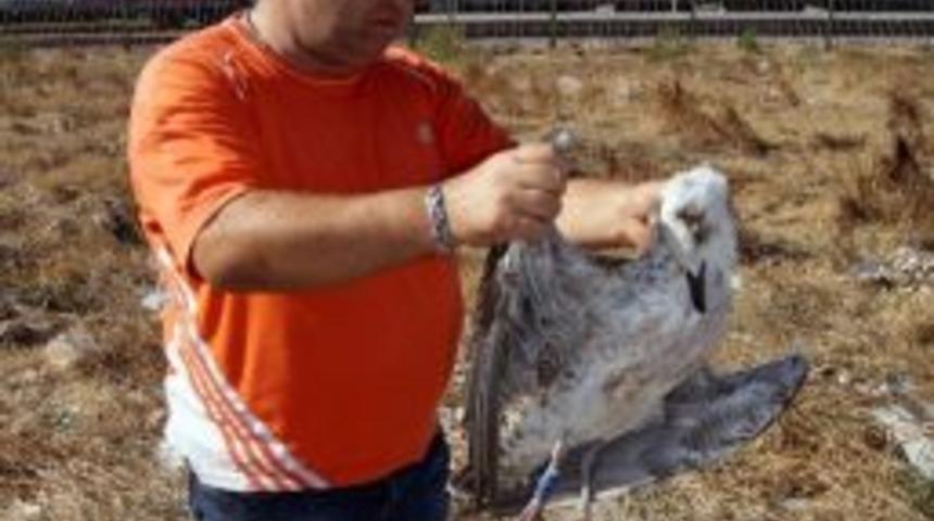 Bilimsel Araştırmalar İ&ccedil;in Takip Edilen Martı &Ouml;ld&uuml;