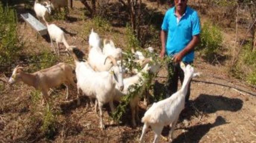 Emekli &Ouml;ğretmen &Ccedil;oban Oldu