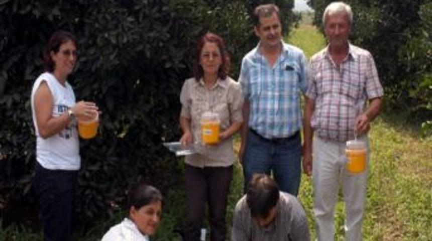 Aydın&rsquo;da Akdeniz Meyve Sineğine Karşı &Uuml;reticiye Uzak Dağıtıldı