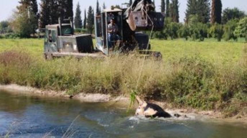 "3 G&uuml;n" Hastalığı İnekleri Telef Etti