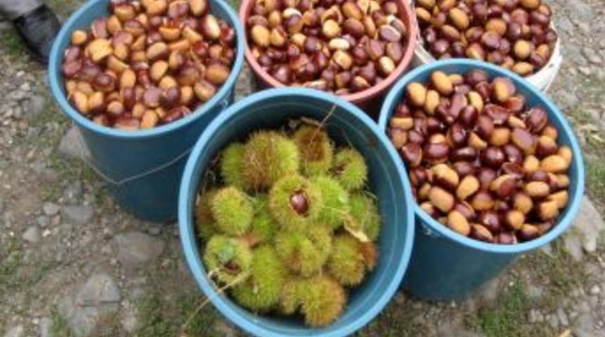 OM&Uuml;, Kestane Dal Kanserine Karşı Dayanıklı &Ccedil;eşidi Tespit Etti