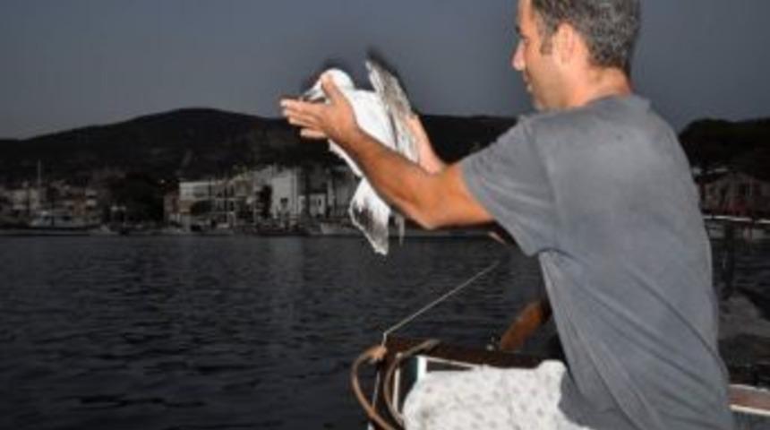 Fo&ccedil;alı Balık&ccedil;ının Oltasına Martı Takıldı