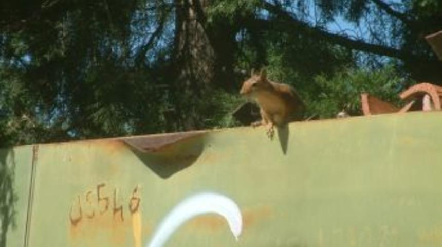 Burhaniye'de D&uuml;ğ&uuml;nlerde Havai Fişek Yasaklandı, Sincaplar Arttı