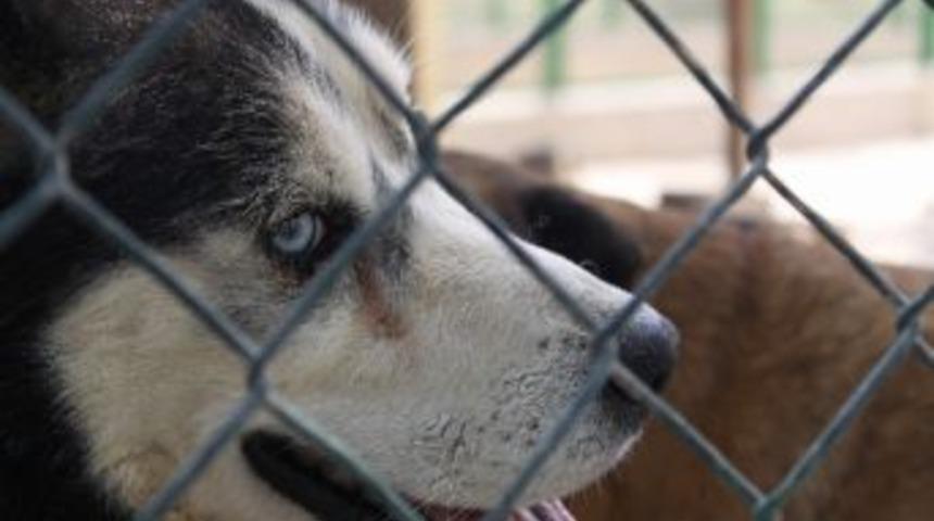 Hayvan Dostları Aydın'da Toplamalara Tepki G&ouml;sterecek