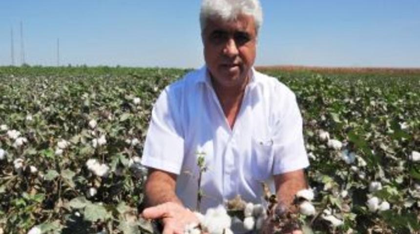 Zmo Pamukta Maliyeti Belirledi