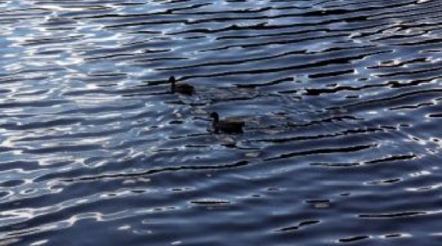 Yolunu Şaşıran &Ouml;rdekler, Kozlu&rsquo;ya Sığındı