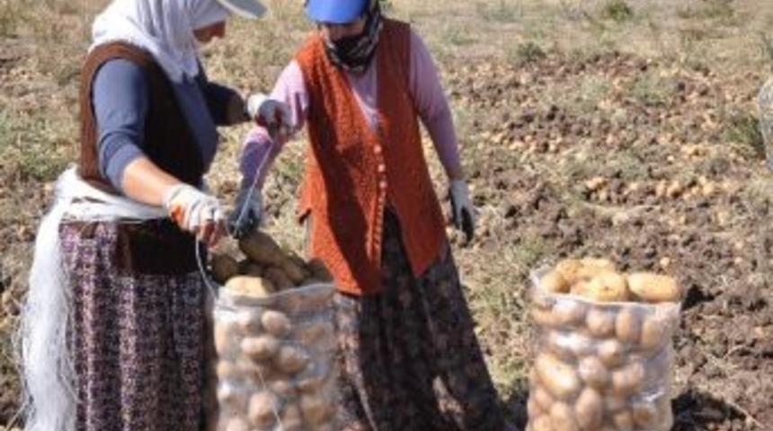 Patates Eken De S&ouml;ken De Memnun Değil