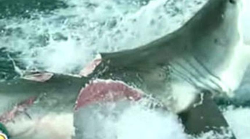 K&ouml;pekbalıkları hangi renk mayo sever?