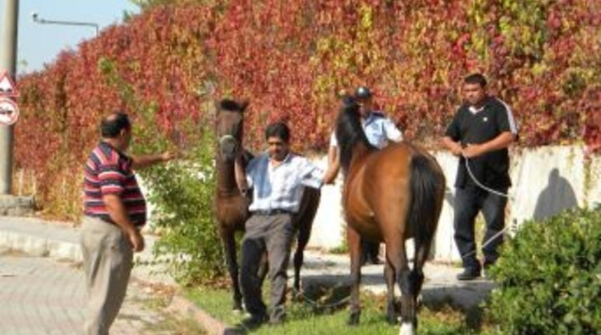 Polis Ve Zabıtadan Beygir Yakalama Timi
