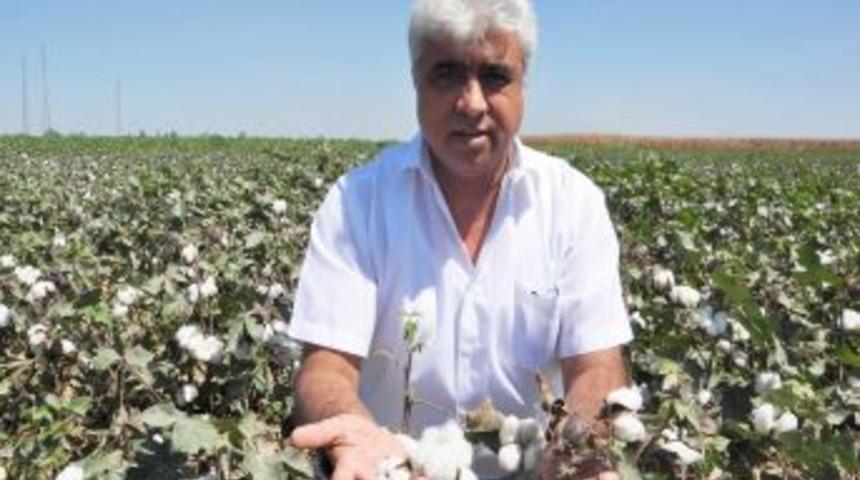 ZMO: Pamuk Fiyatı 2 Lira 24 Kuruş Olmalı