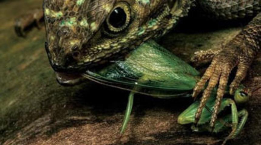 Profesyonellerin g&ouml;z&uuml;nden vahşi doğa