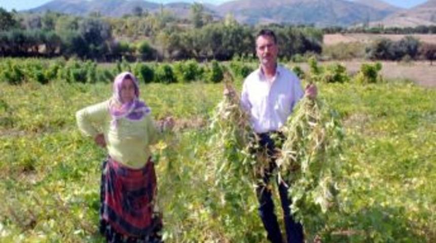 Kuru Fasulye Hasadı Başladı