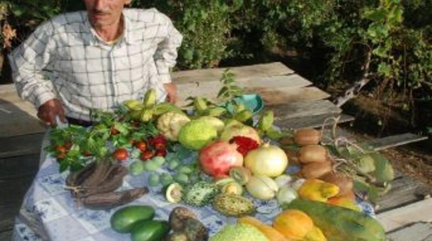 Bahçesinde Onlarca Tropikal Meyve Yetiştiriyor