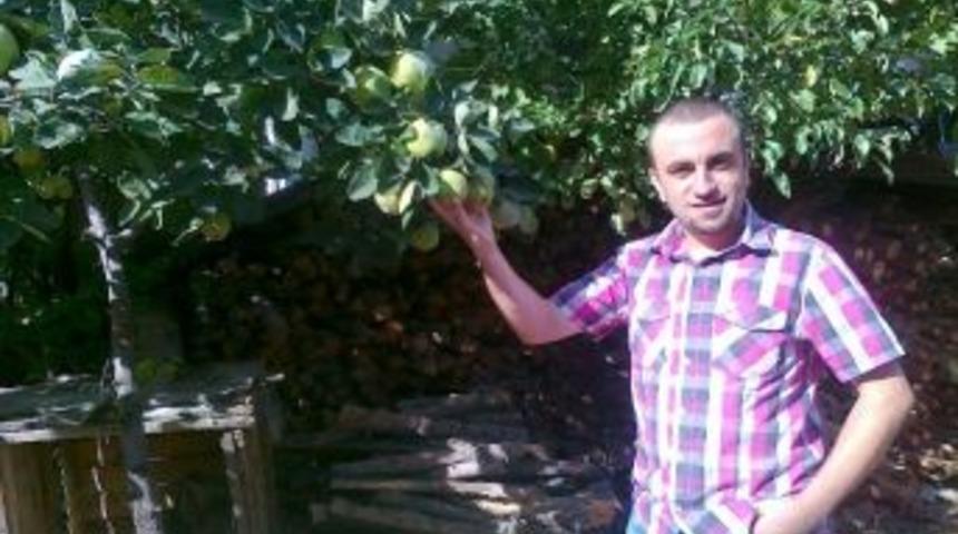 "ayva Bol, Kış Sert Mi Ge&ccedil;ecek?"