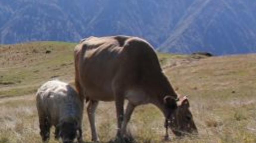 Ko&ccedil;a Annelik Yapan İnek