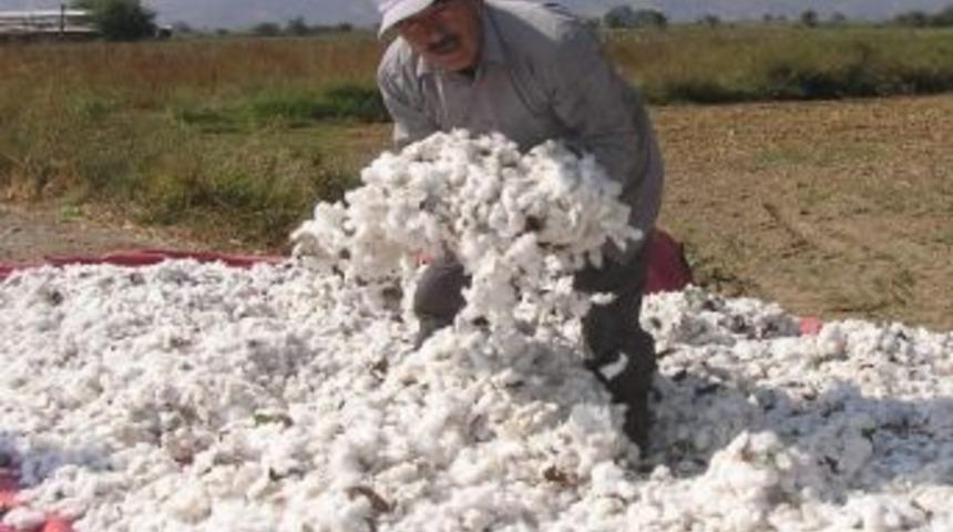 Tariş &Ccedil;ekirdek Alımına Başladı