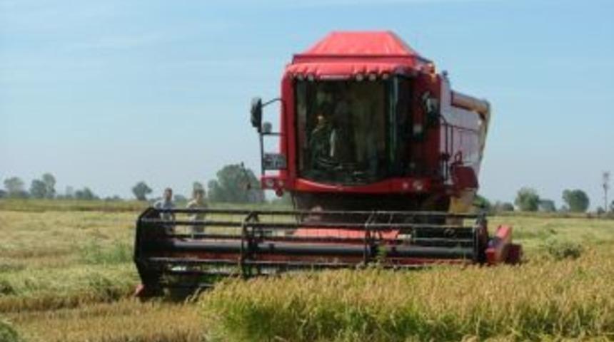 Manyas'ta &Ccedil;eltik Hasadı Başladı