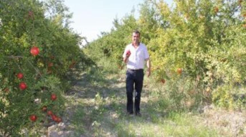 Denizli&rsquo;de Nar Hasadı Başladı