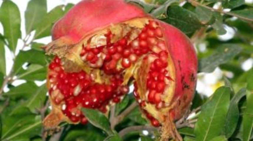 &Ccedil;atlayan Narlar &Ccedil;ift&ccedil;iyi Endişelendiriyor