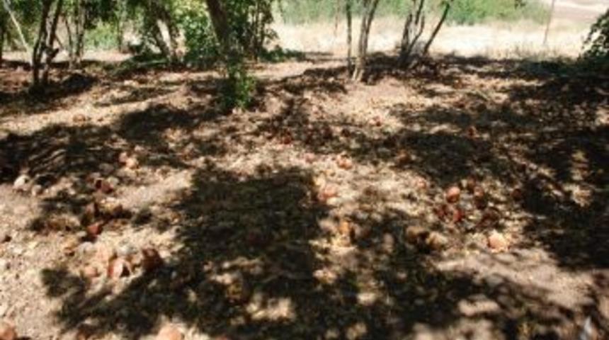 Kahta’da Nar Yetiştiricileri Dertli