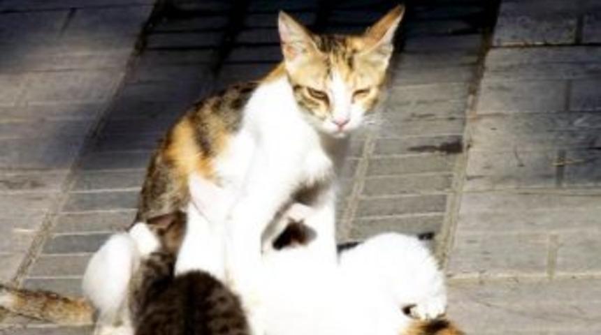 Ayvalık&rsquo;ta Anne Kedinin Yavru Sevgisi