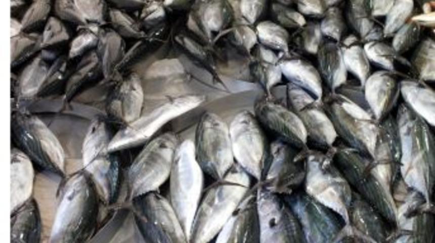 Karadeniz Adeta Palamut Fışkırıyor