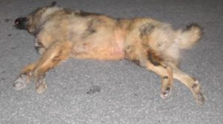 &Ouml;n&uuml;ne K&ouml;pek &Ccedil;ıkan Ara&ccedil; Kaza Yaptı