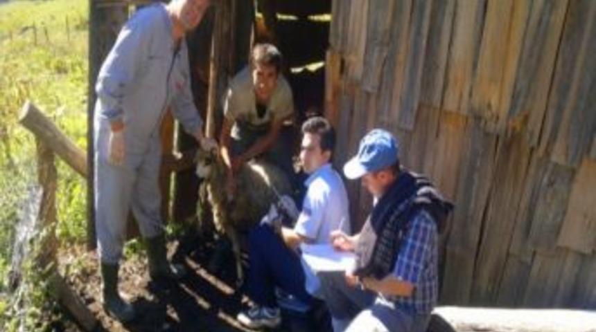 Yığılca'da Koyun-ke&ccedil;i Veba Aşılama Kampanyası Başladı