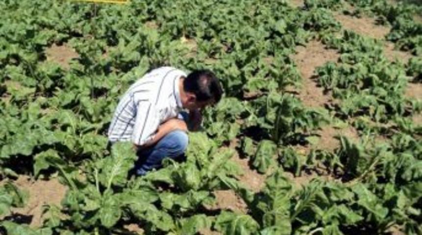 Boz&uuml;y&uuml;k&rsquo;te Yeni Tohumlar Deneniyor