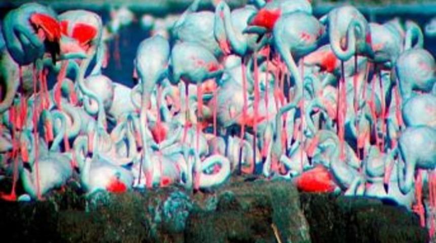 İzmir Kuş Cenneti, Başbakan Erdoğan'ın Talimatıyla Milli Park Oluyor