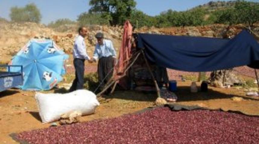 Başkan &Ouml;zdemir Antep Fıstığı Hasadı Yapan &Uuml;reticileri Ziyaret Etti