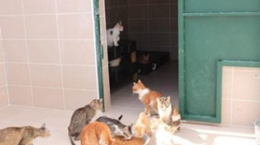 91 Kedi i&ccedil;in belediye seferber oldu