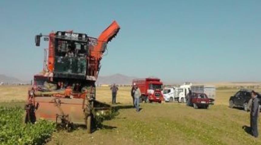 Kulu&rsquo;da Pancar Hasadı Başladı