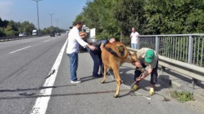 TEM&rsquo;de Kurban Y&uuml;kl&uuml; Kamyon Devrildi, Hayvanlar Otoyolu Birbirine Kattı
